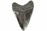 Fossil Megalodon Tooth - Georgia #105008-2